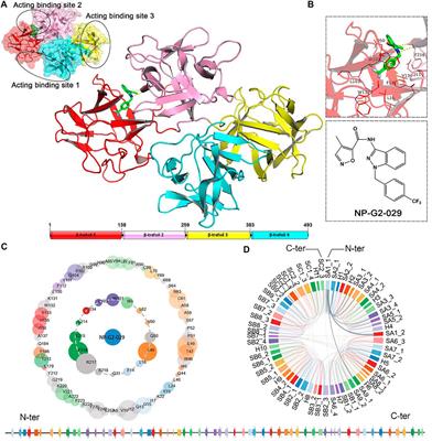 Potential Inhibitors of Fascin From A Database of Marine Natural Products: A Virtual Screening and Molecular Dynamics Study